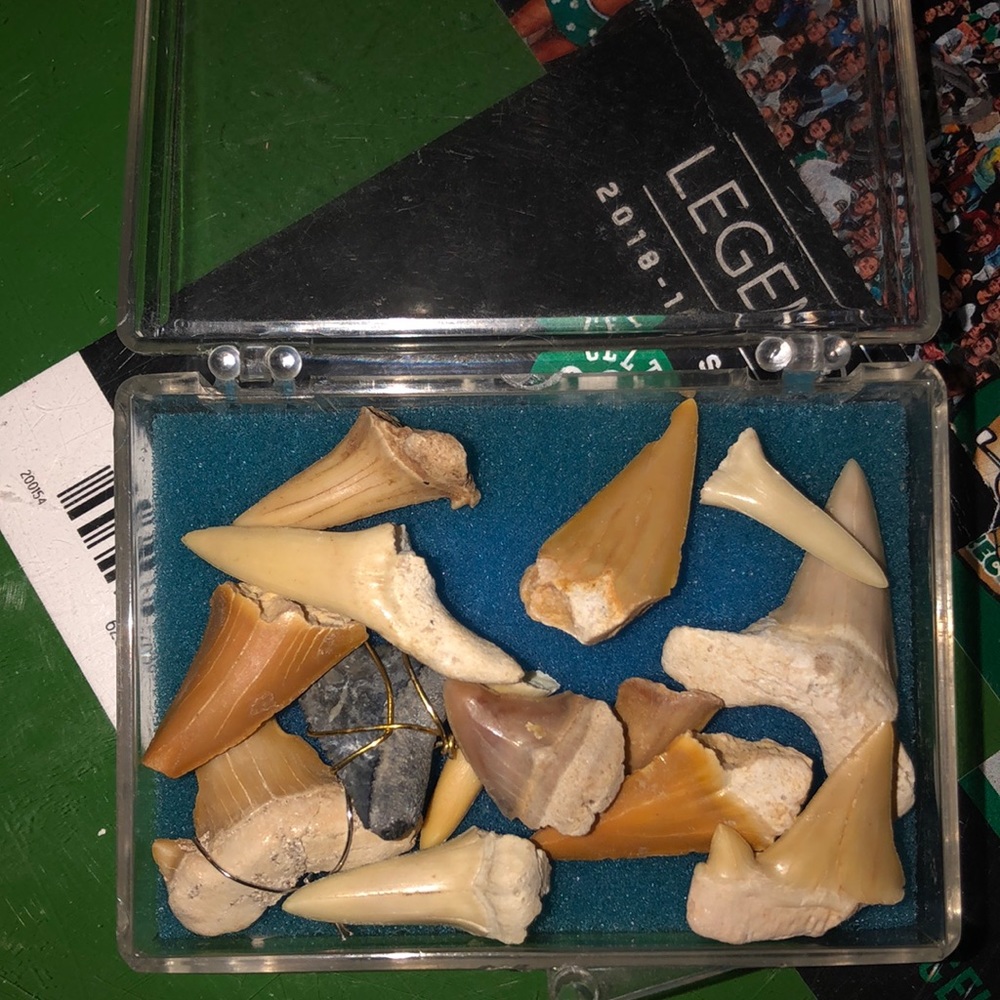 Shark teeth